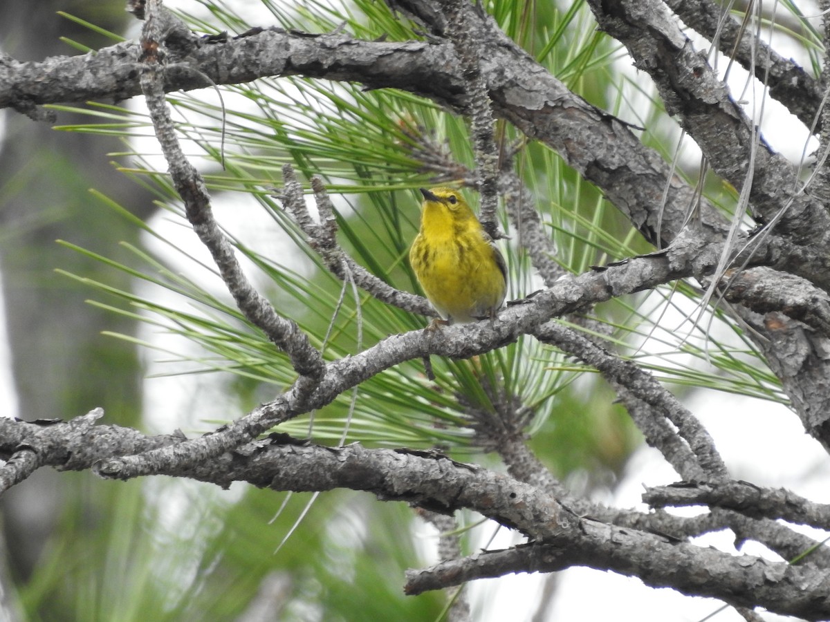 Pine Warbler - Isaiah Craft