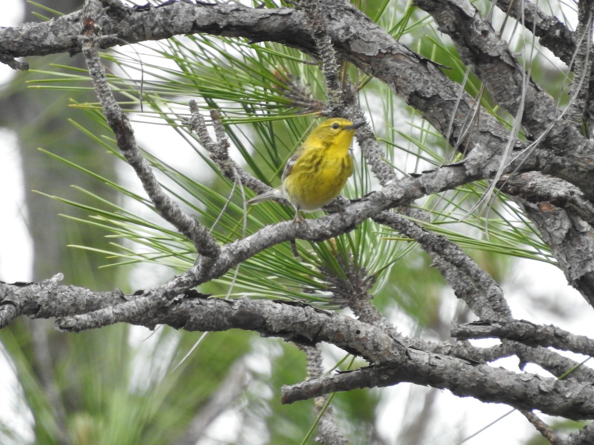 Pine Warbler - ML616838289