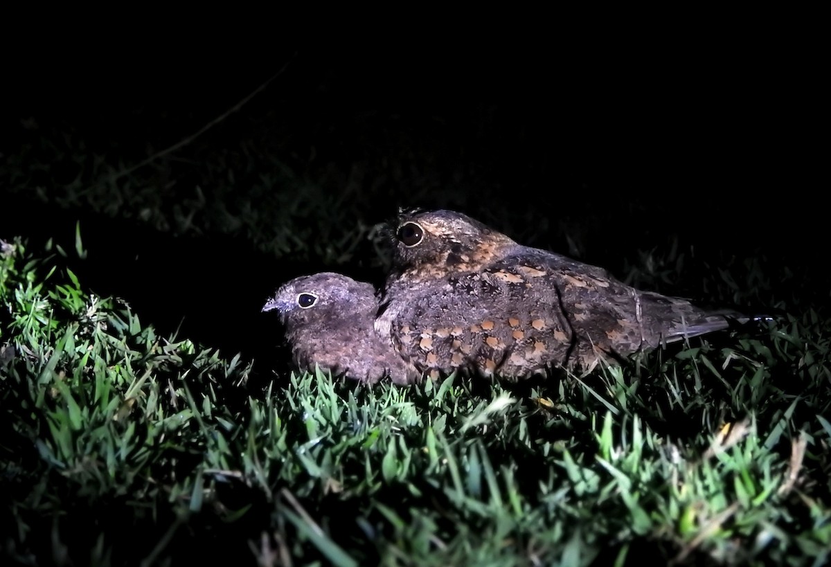 Savanna Nightjar - ML616838345