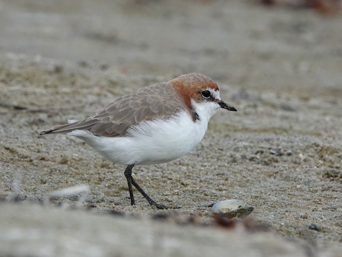 Red-capped Plover - ML616838394