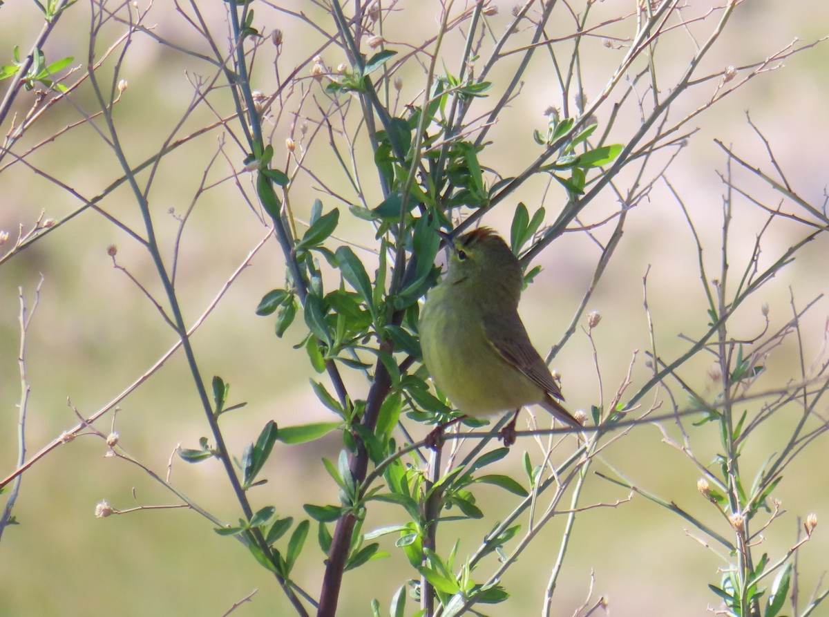 Orange-crowned Warbler - ML616838413