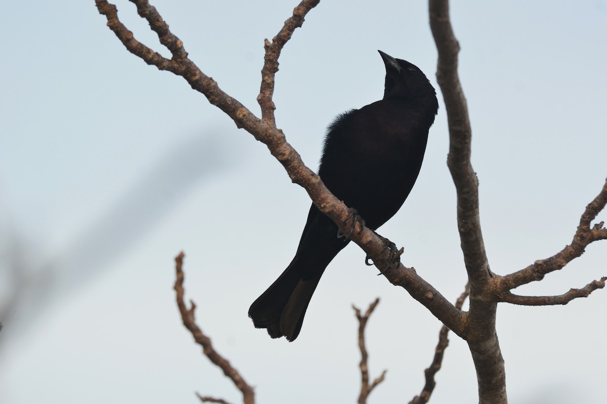 Shiny Cowbird - Eduardo Pacheco Cetina