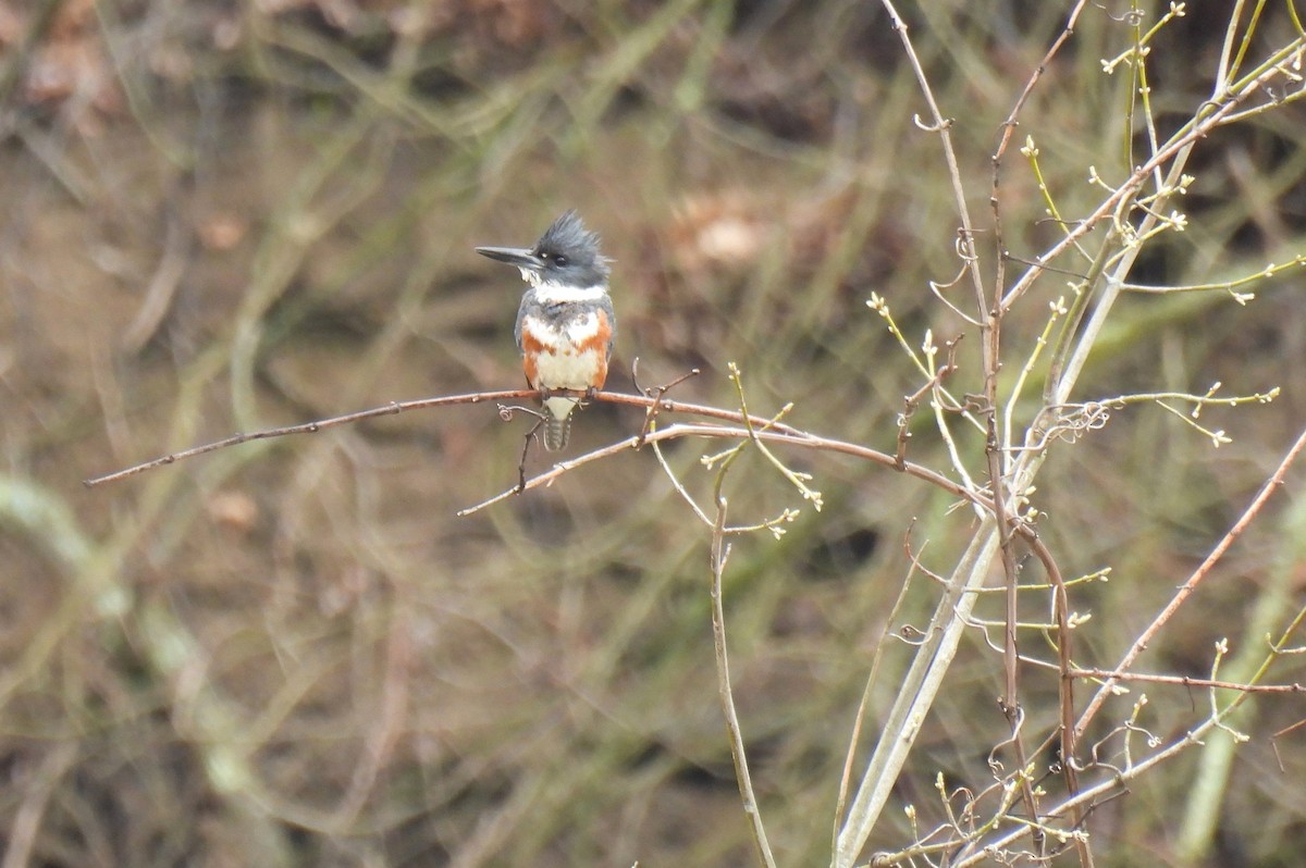 Belted Kingfisher - ML616838426