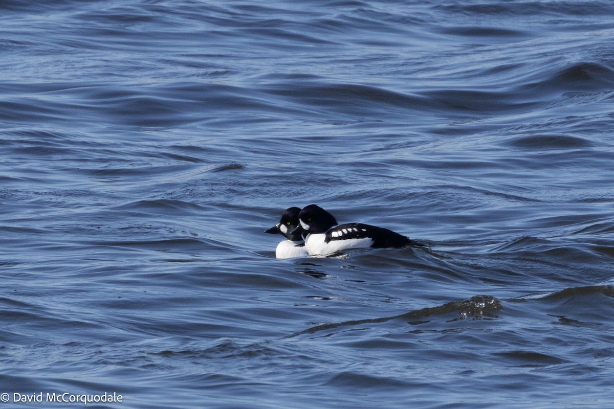 Barrow's Goldeneye - ML616838485