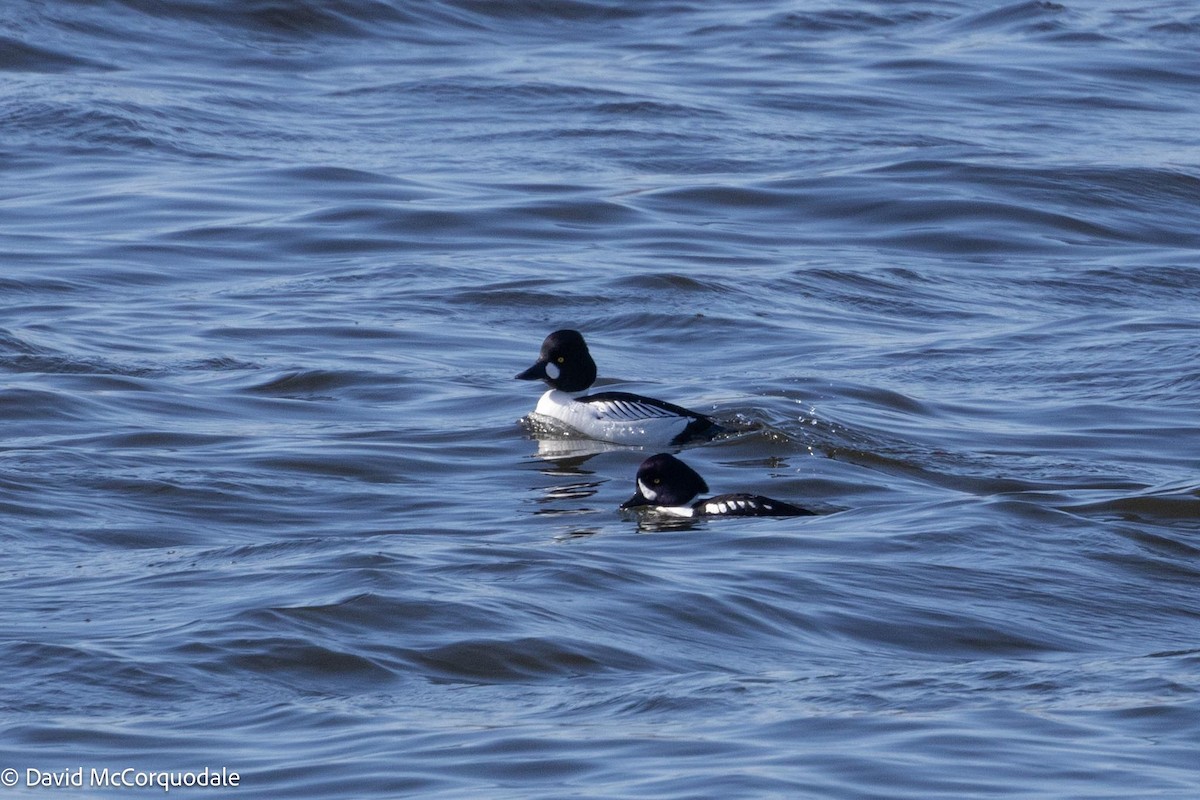 Barrow's Goldeneye - ML616838486