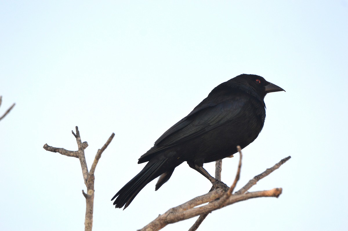 Bronzed Cowbird - Eduardo Pacheco Cetina