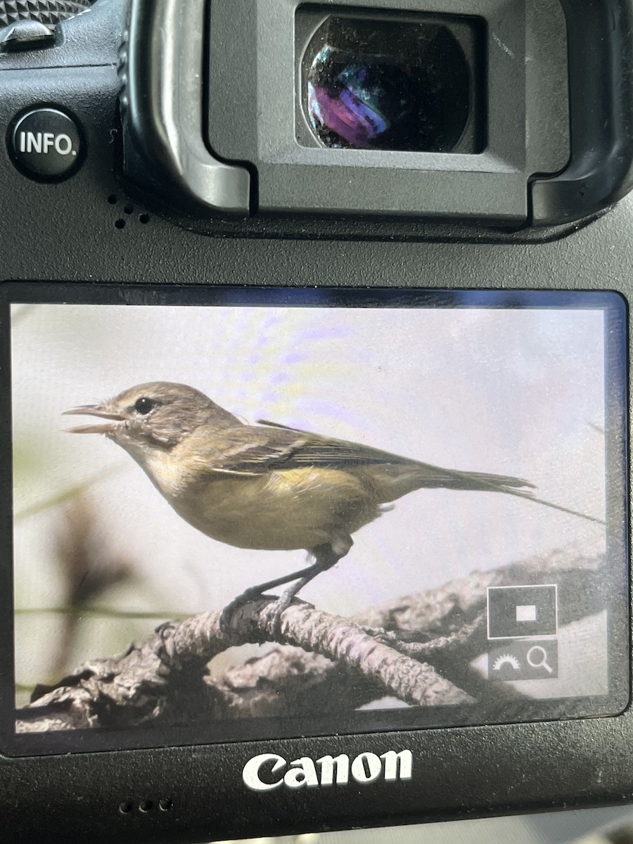 krattvireo - ML616838510