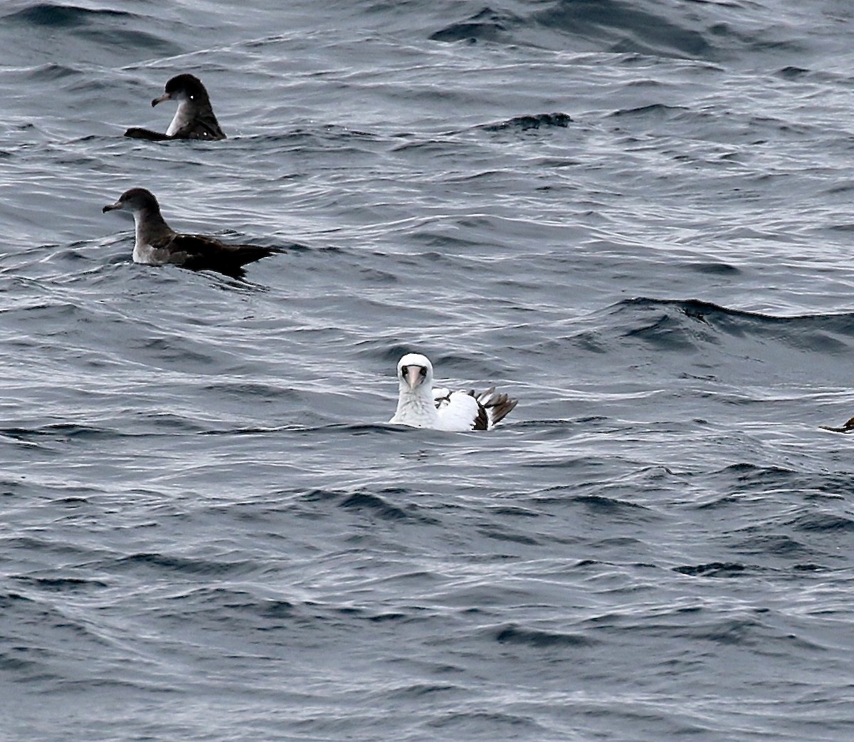 Nazca Booby - ML616838547