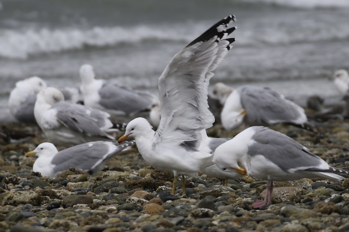 California Gull - ML616838549