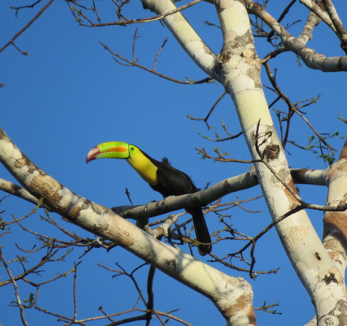 Keel-billed Toucan - la h