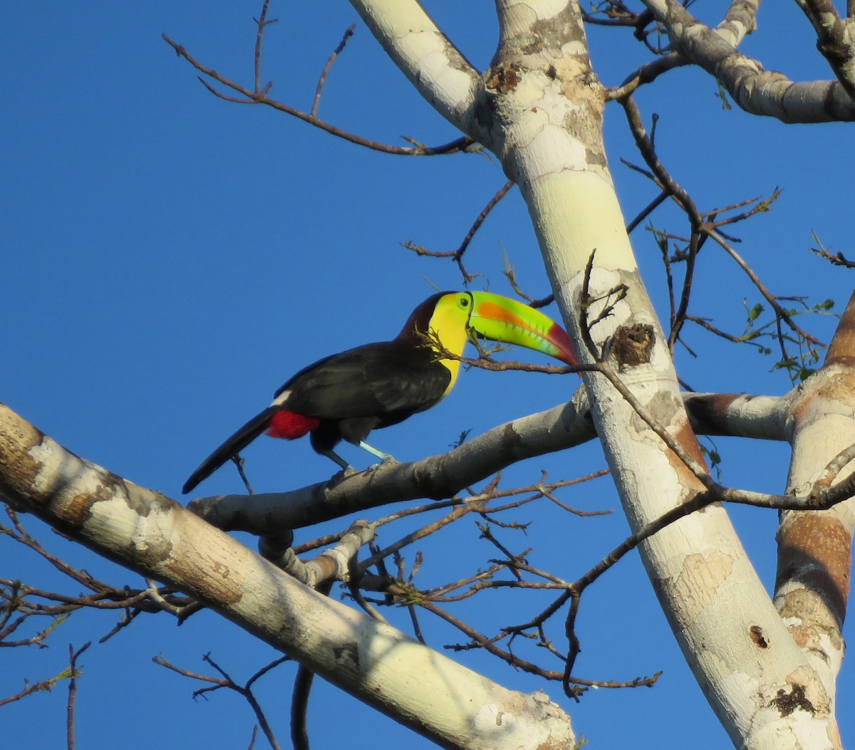 Keel-billed Toucan - la h