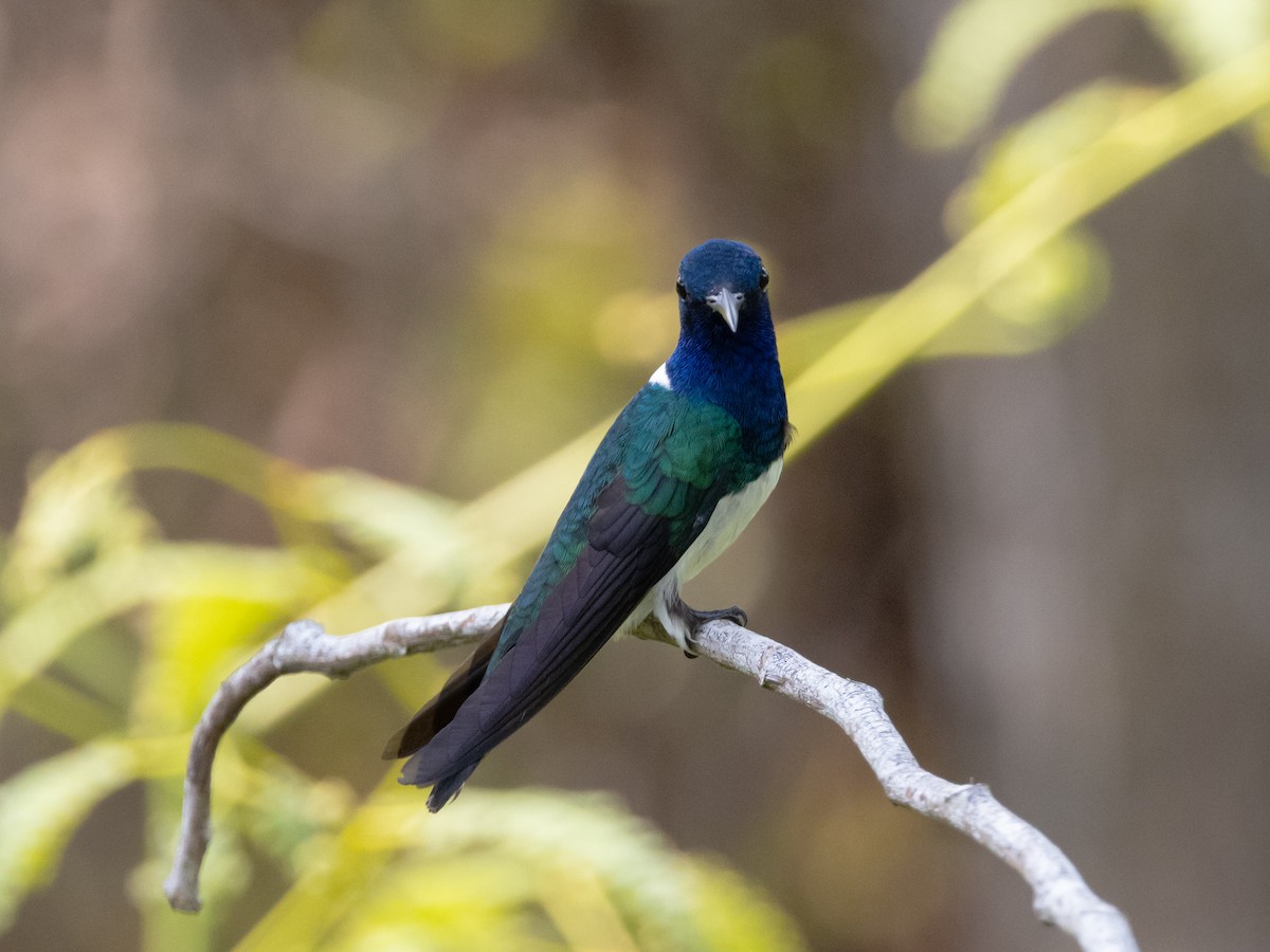 White-necked Jacobin - ML616838584