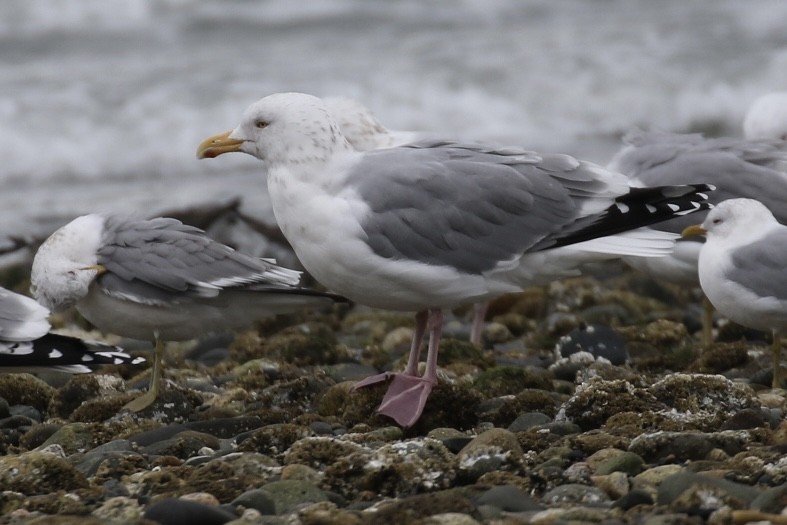 Herring Gull - ML616838594