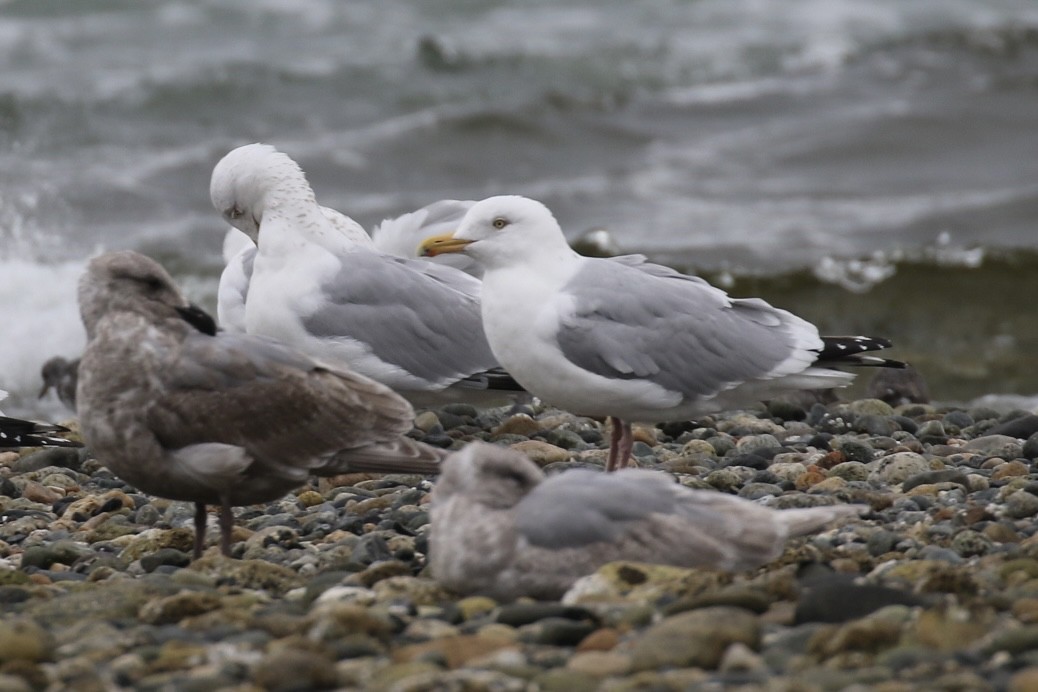 Herring Gull - ML616838598