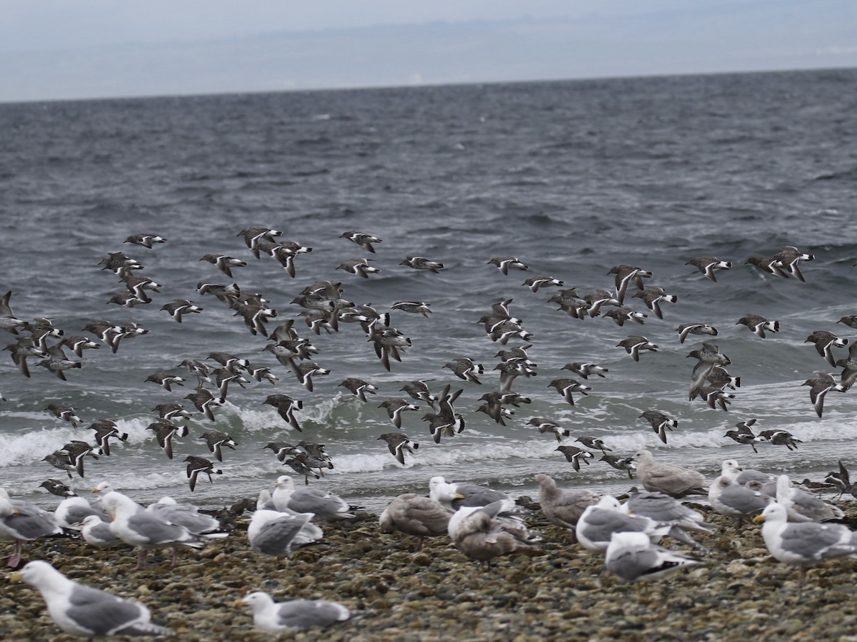 Surfbird - ML616838604