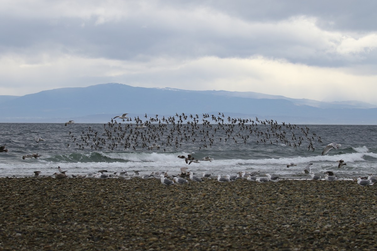 Surfbird - ML616838605