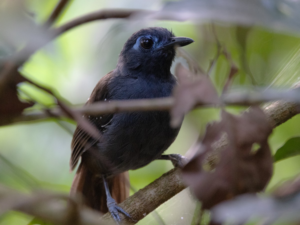 Chestnut-backed Antbird - ML616838614