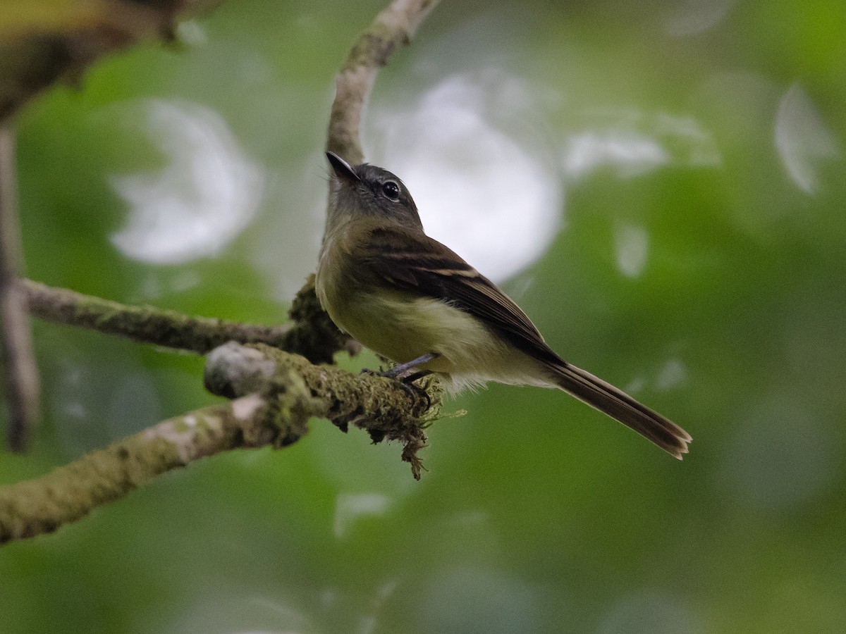 Black-billed Flycatcher - ML616838651