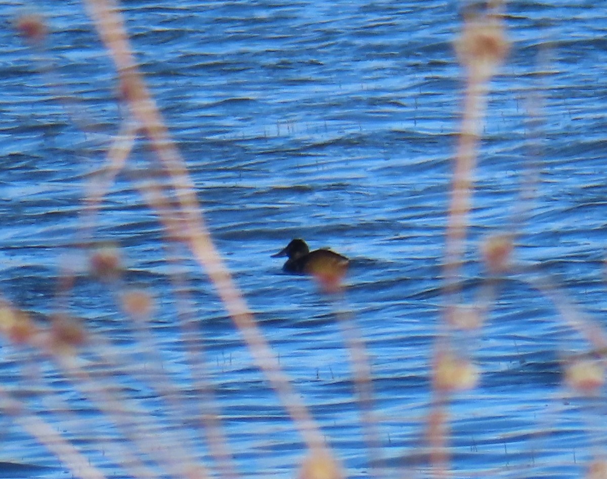 Ruddy Duck - ML616838686