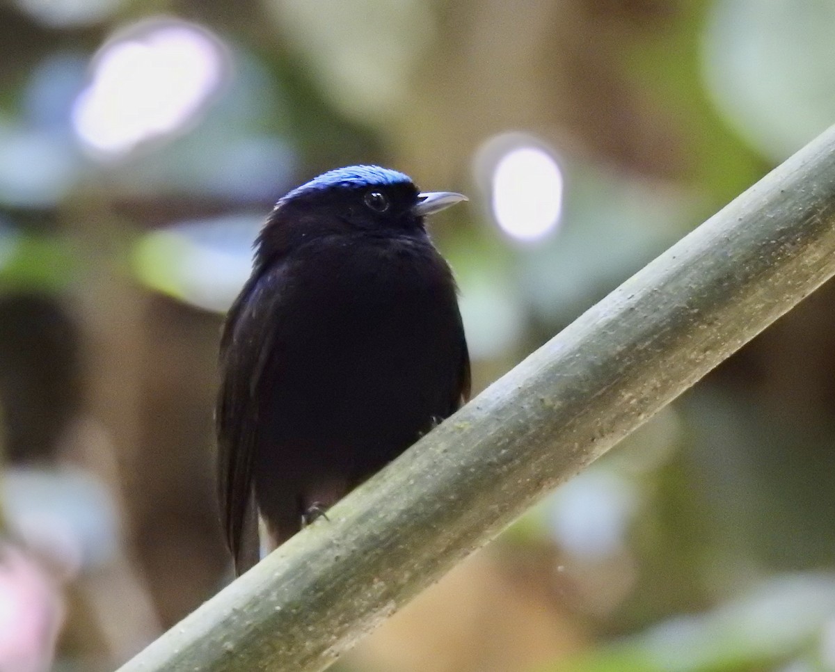 Velvety Manakin - Tomohide Cho