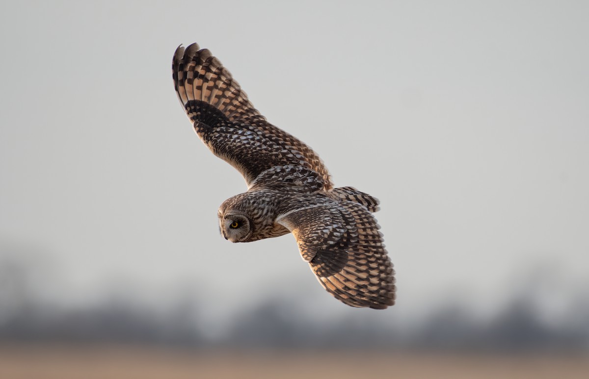 Short-eared Owl - ML616838802