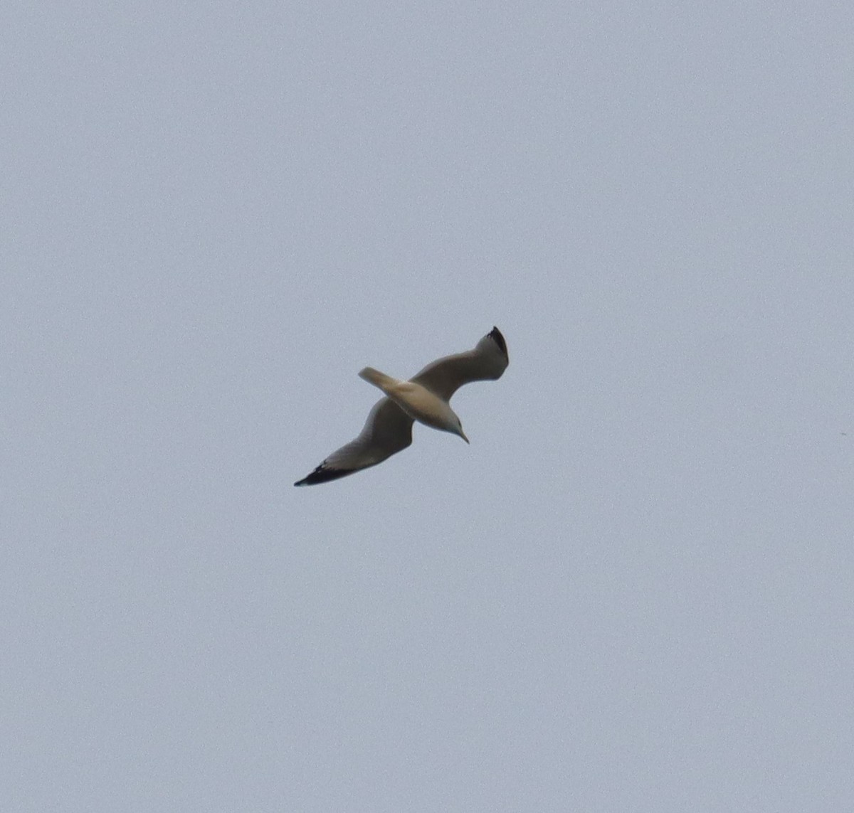 American Herring Gull - ML616838817