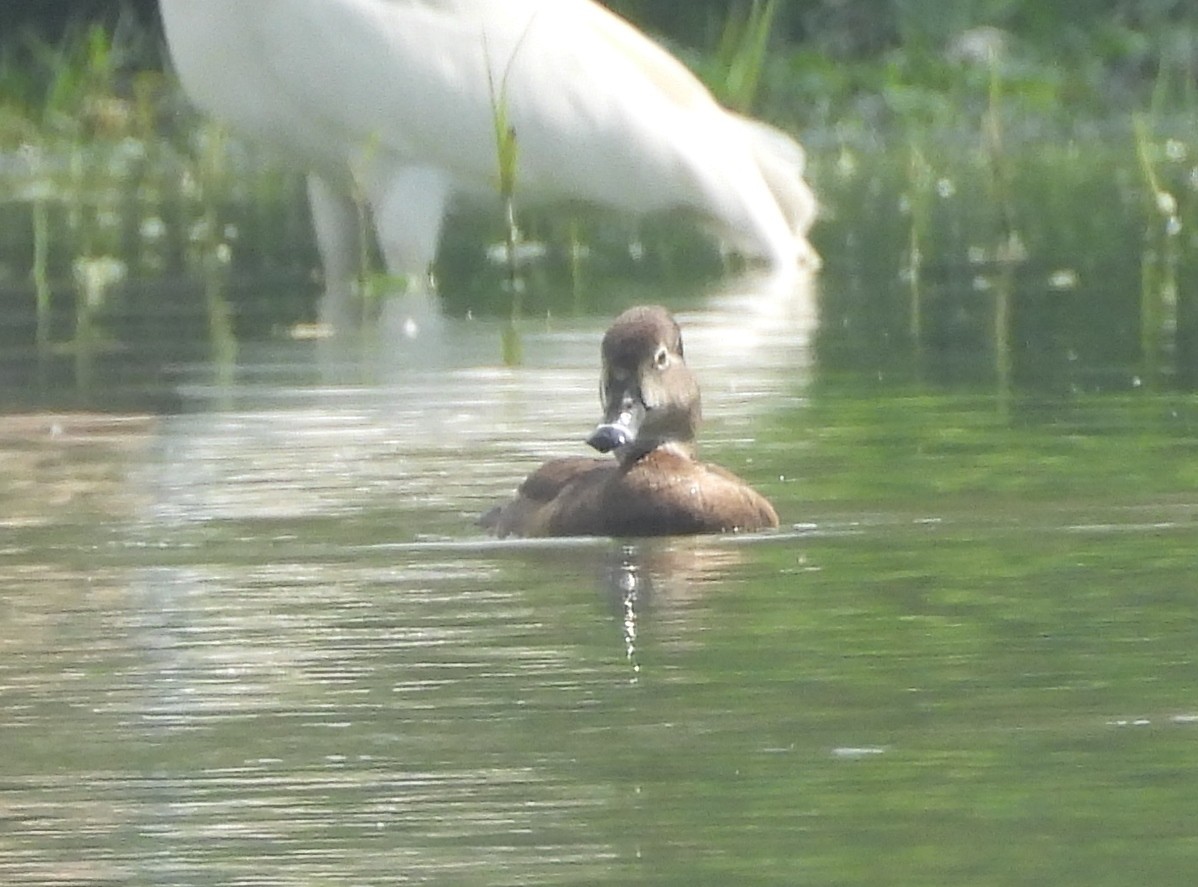 Ring-necked Duck - ML616838826