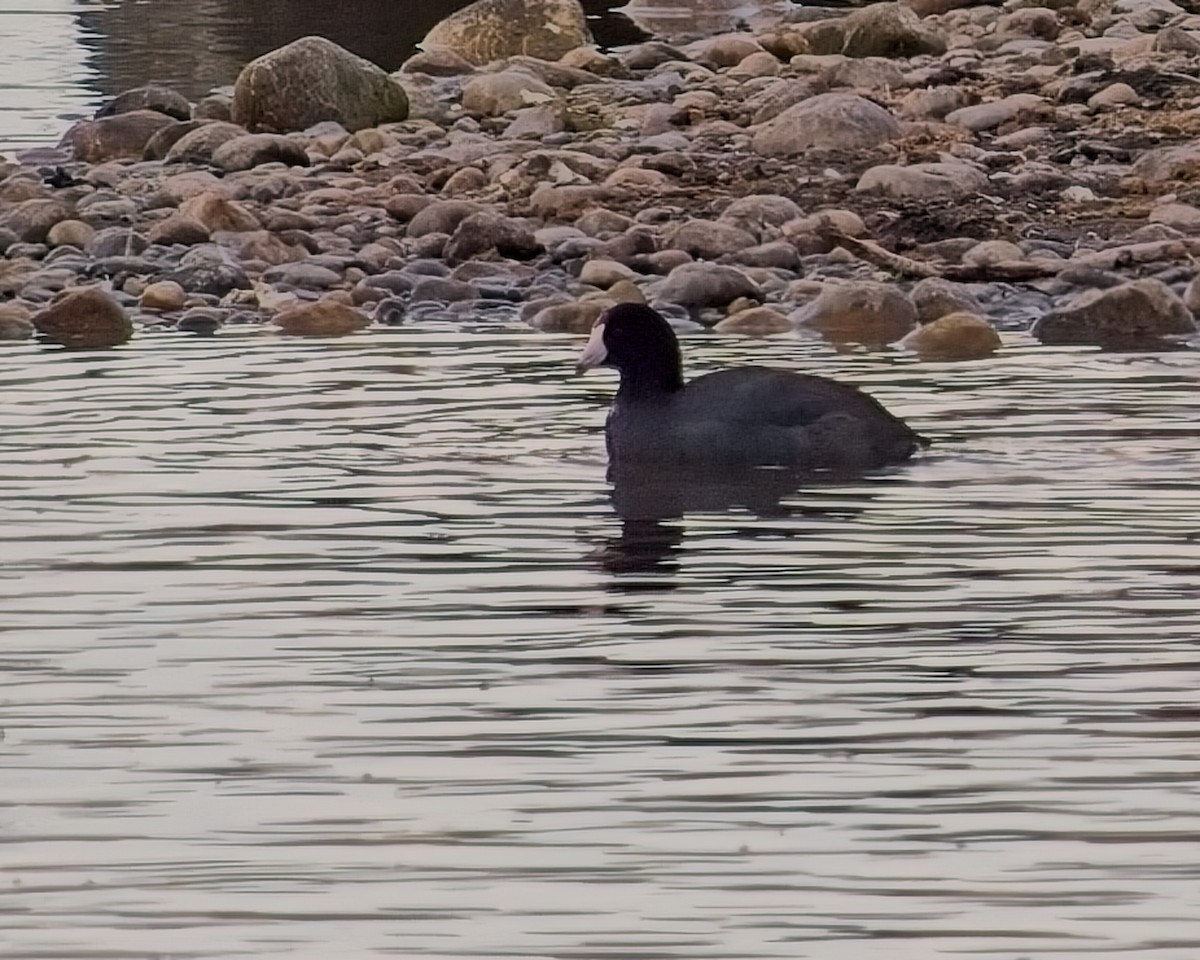 American Coot - ML616838834