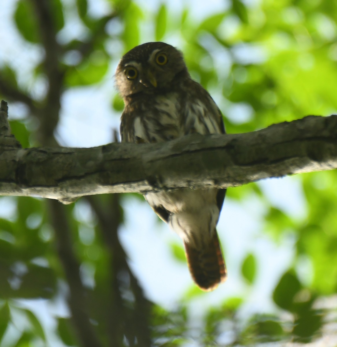 Ferruginous Pygmy-Owl - Leonardo Guzmán (Kingfisher Birdwatching Nuevo León)