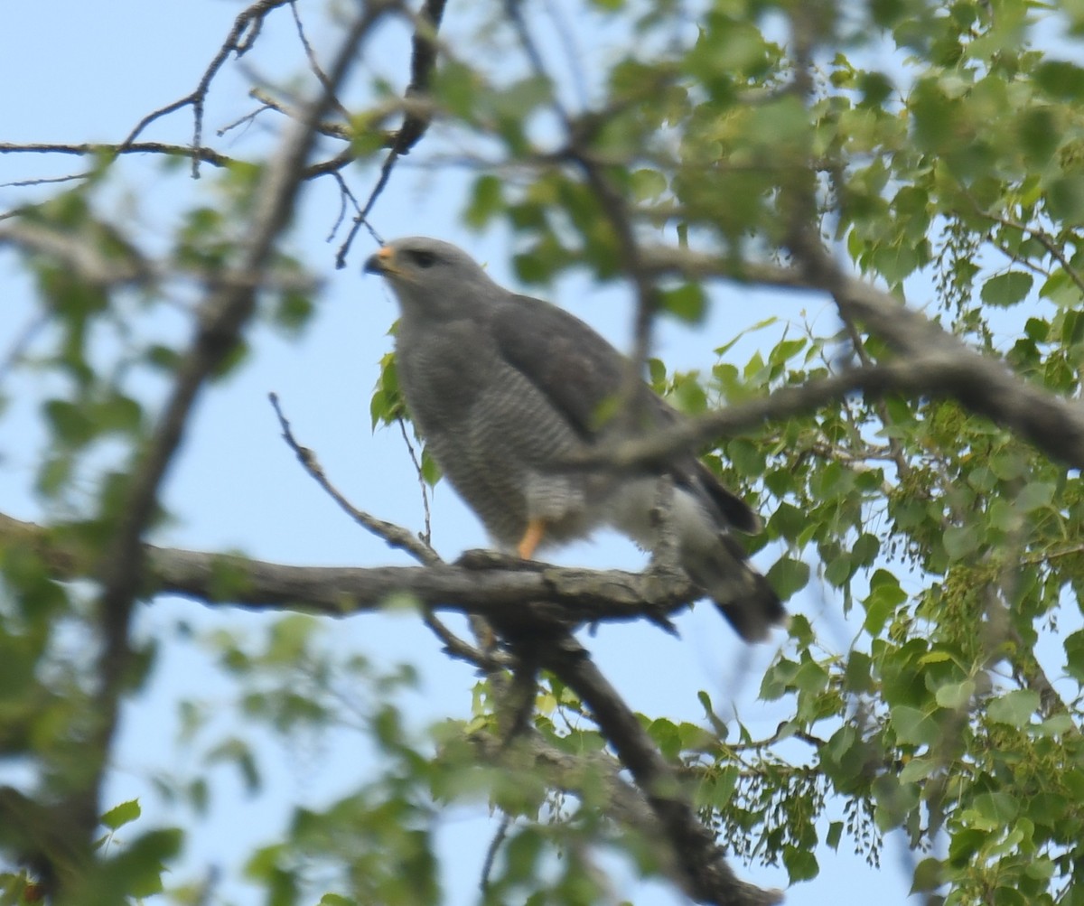 Gray Hawk - Leonardo Guzmán (Kingfisher Birdwatching Nuevo León)