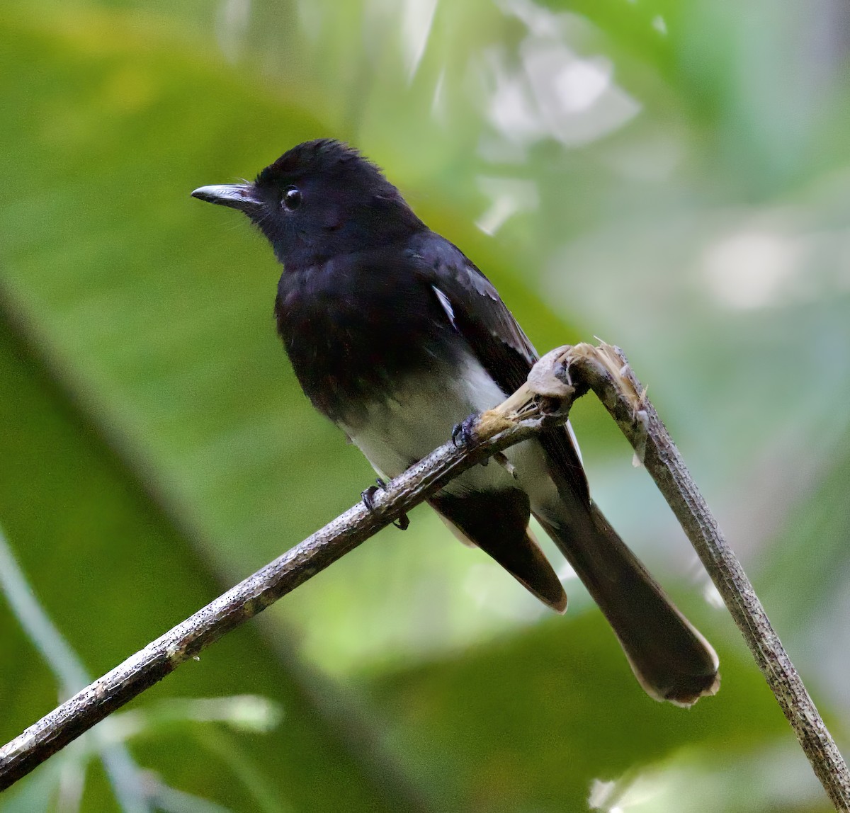 White-winged Fantail - ML616838859