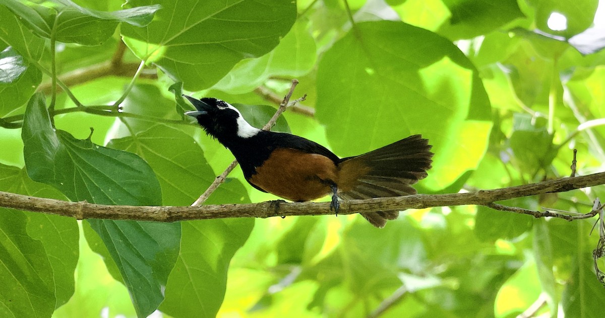 White-capped Monarch - ML616838872