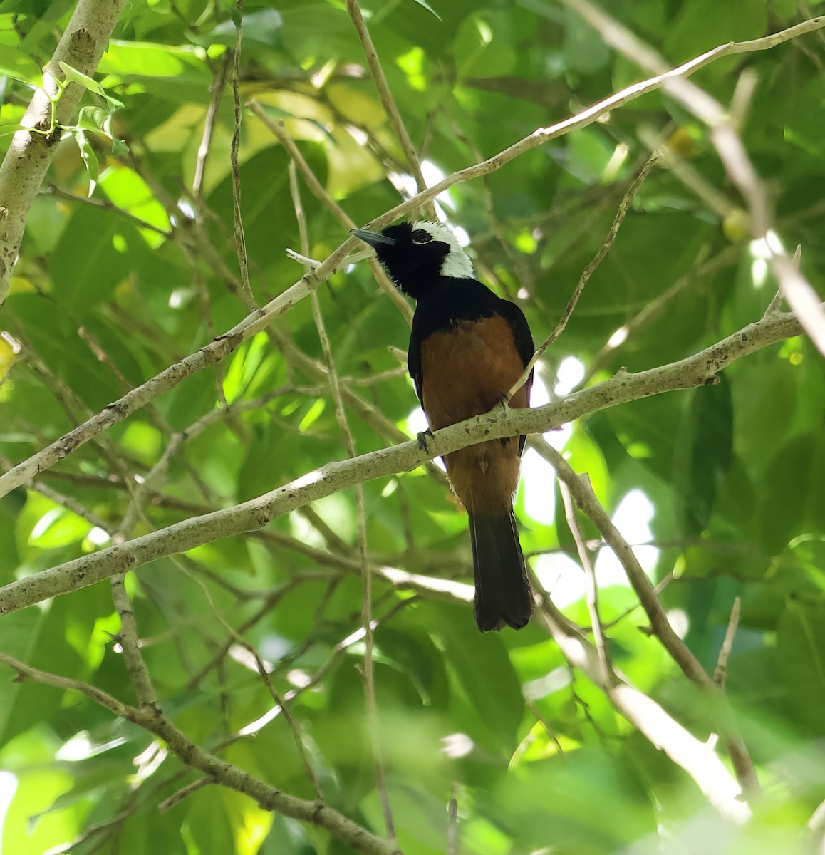 White-capped Monarch - ML616838875