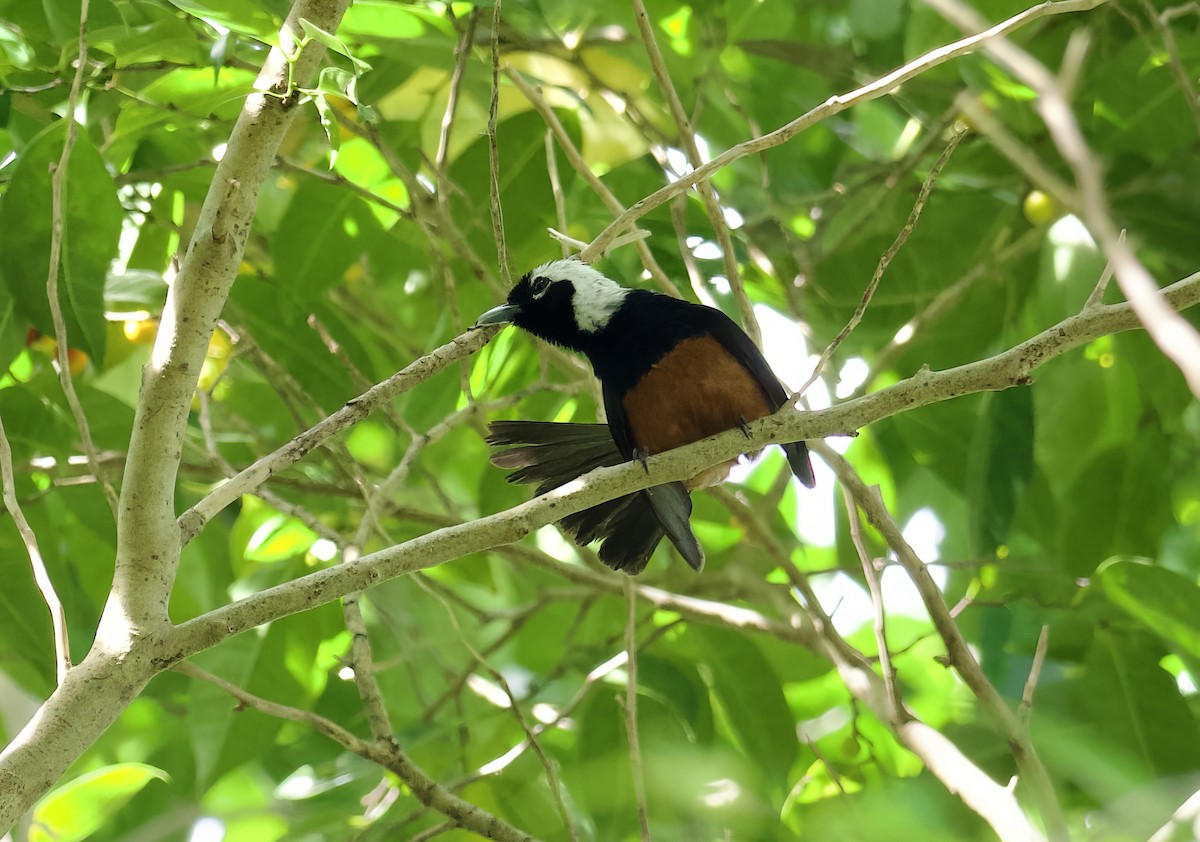 White-capped Monarch - ML616838878