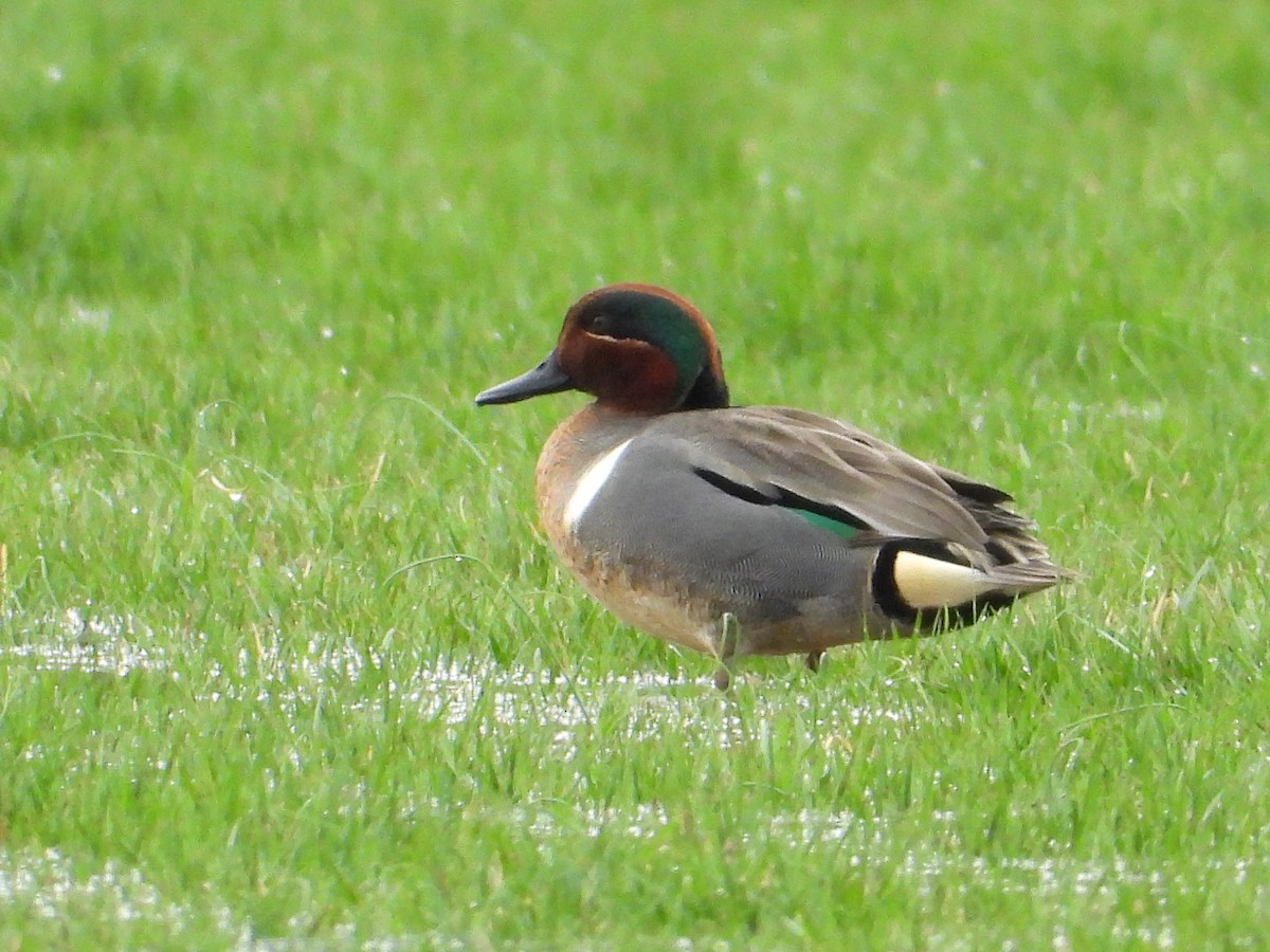 Green-winged Teal - ML616838885