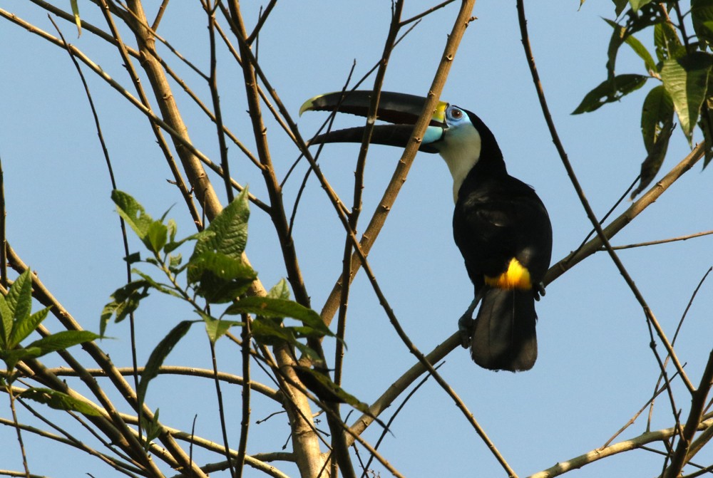 White-throated Toucan - ML616838886