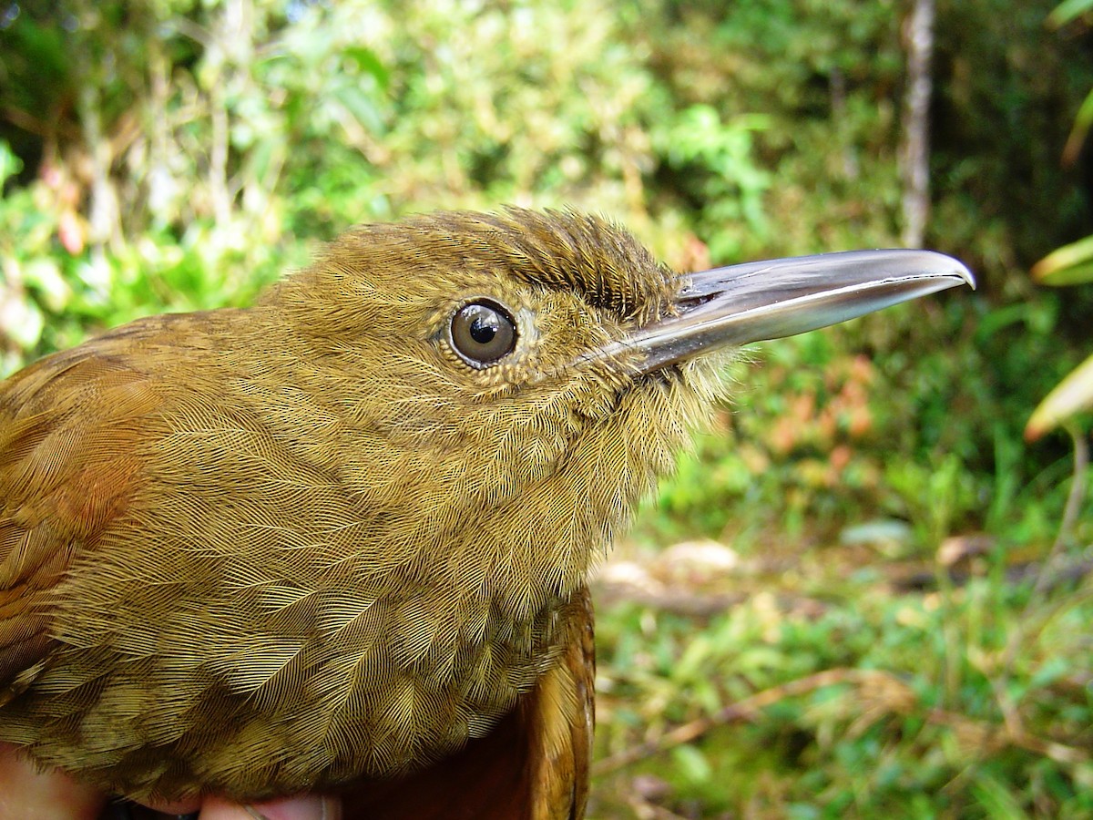 Tyrannine Woodcreeper - ML616838890