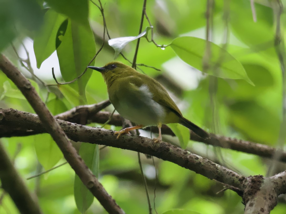 Dark-eyed White-eye - John Gregory