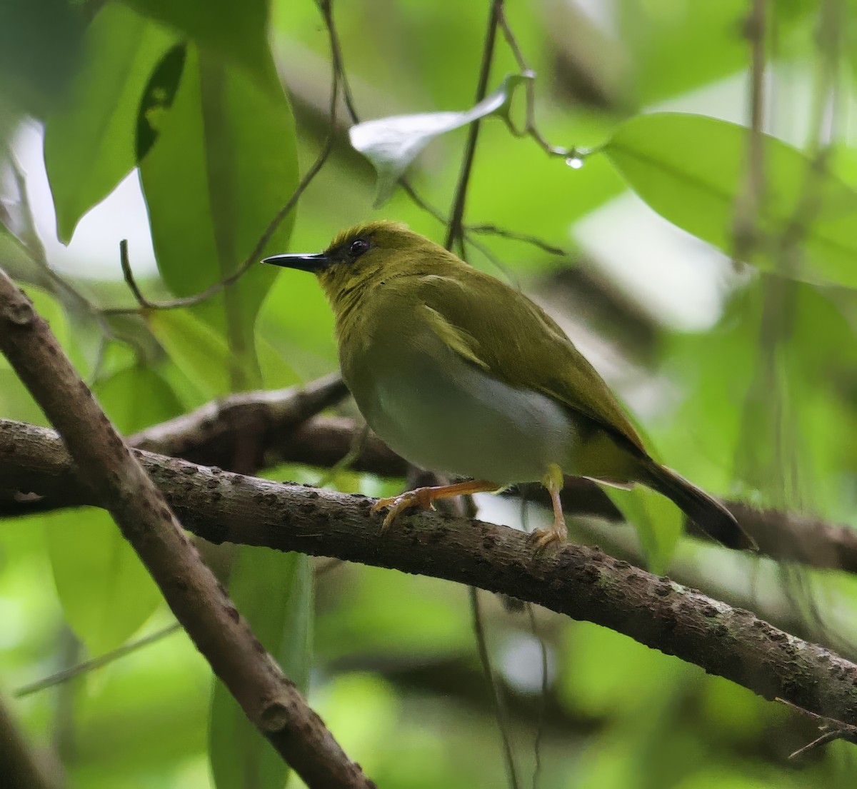 Dark-eyed White-eye - ML616838905