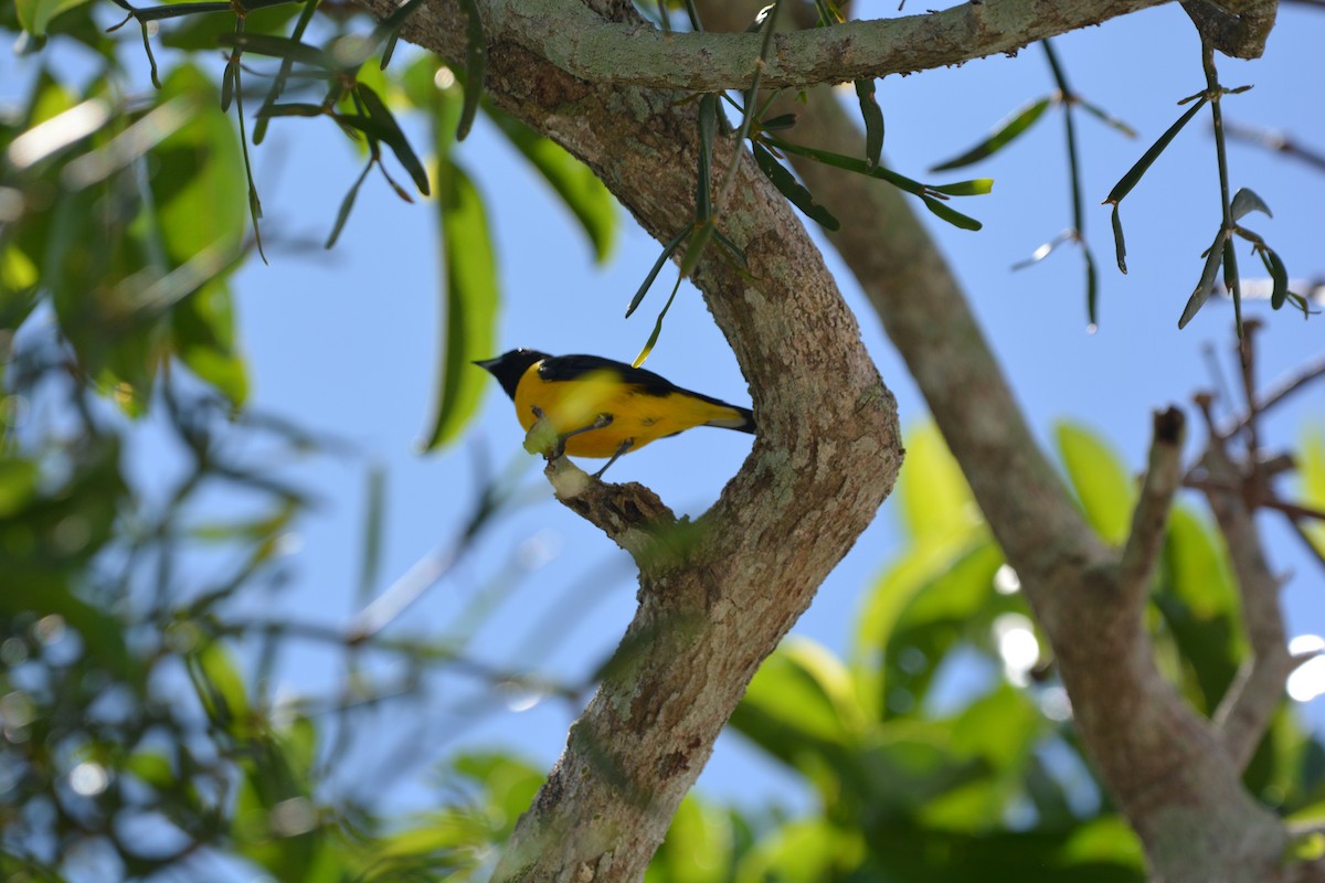 Purple-throated Euphonia - ML616838918