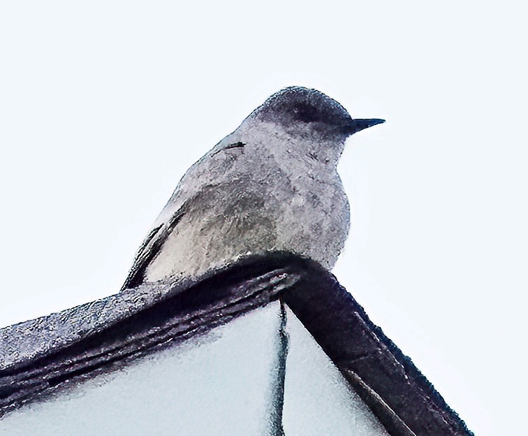 Say's Phoebe - Jim Ward