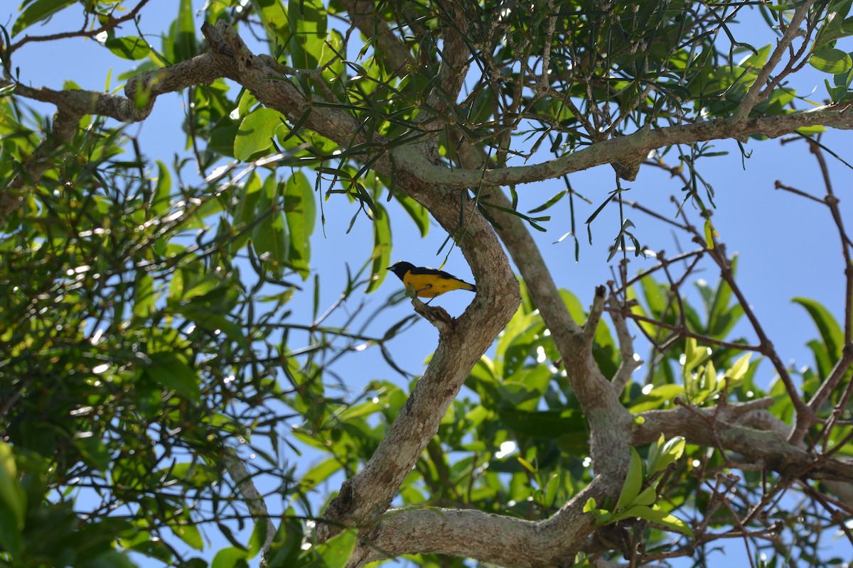 Purple-throated Euphonia - ML616838942