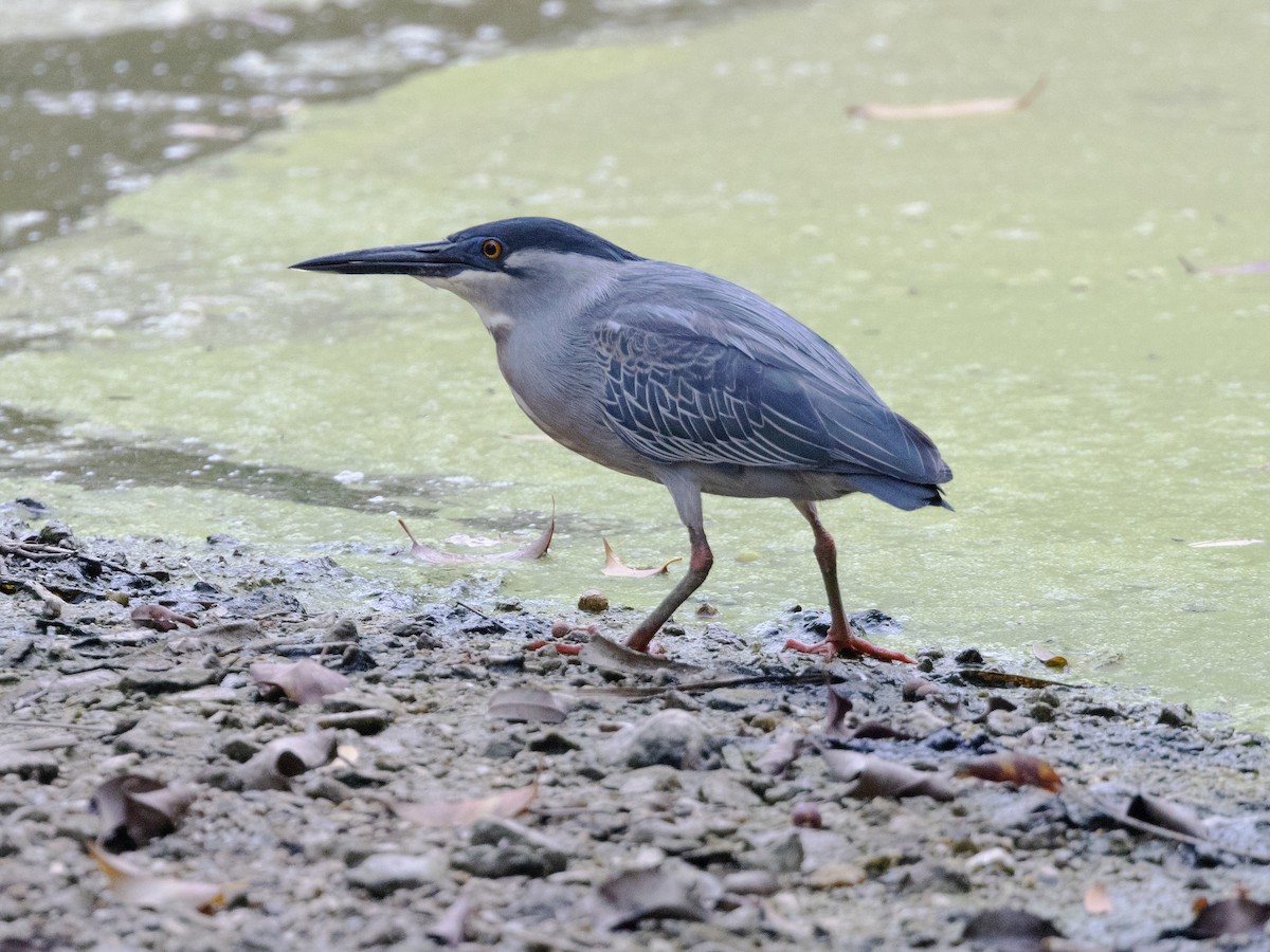 Striated Heron - David and Judy Smith