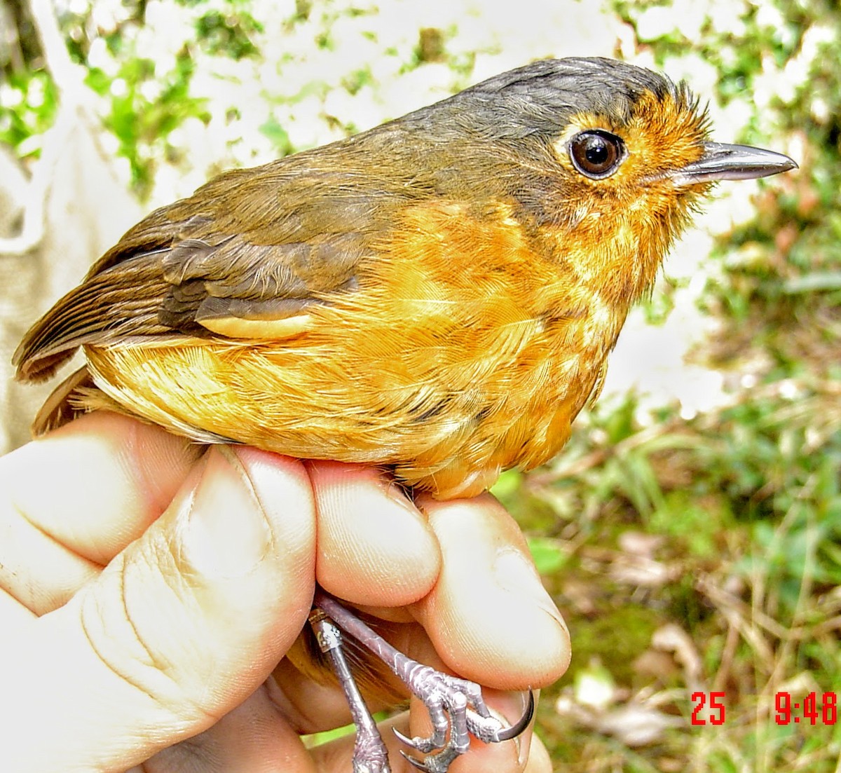 Slate-crowned Antpitta - JUAN LOPEZ