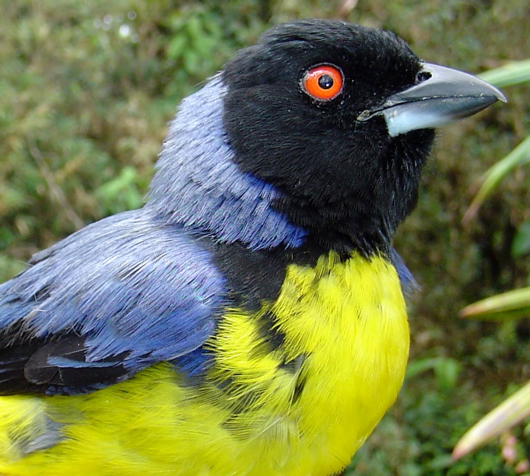 Hooded Mountain Tanager - JUAN LOPEZ