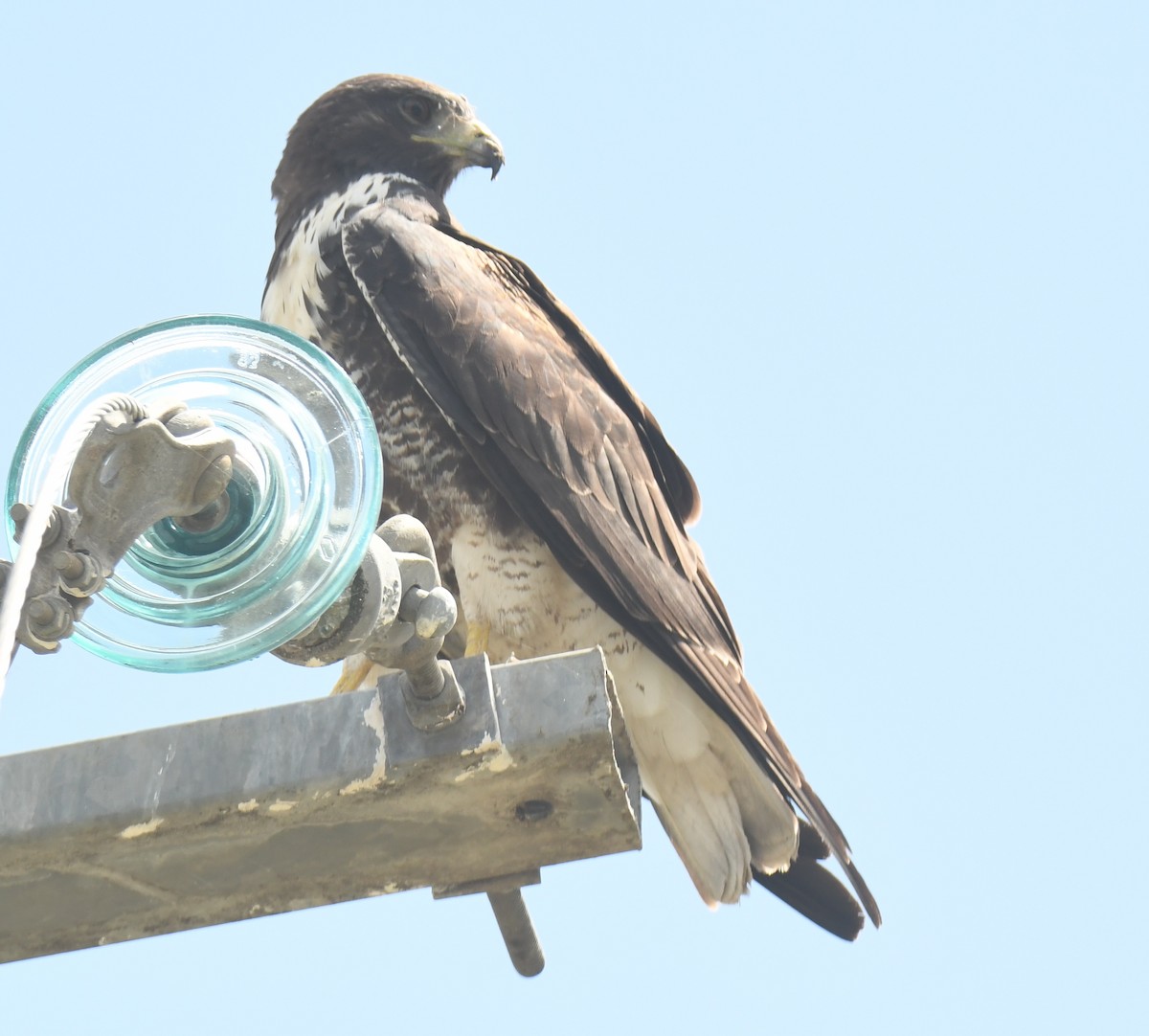 White-tailed Hawk - ML616838989