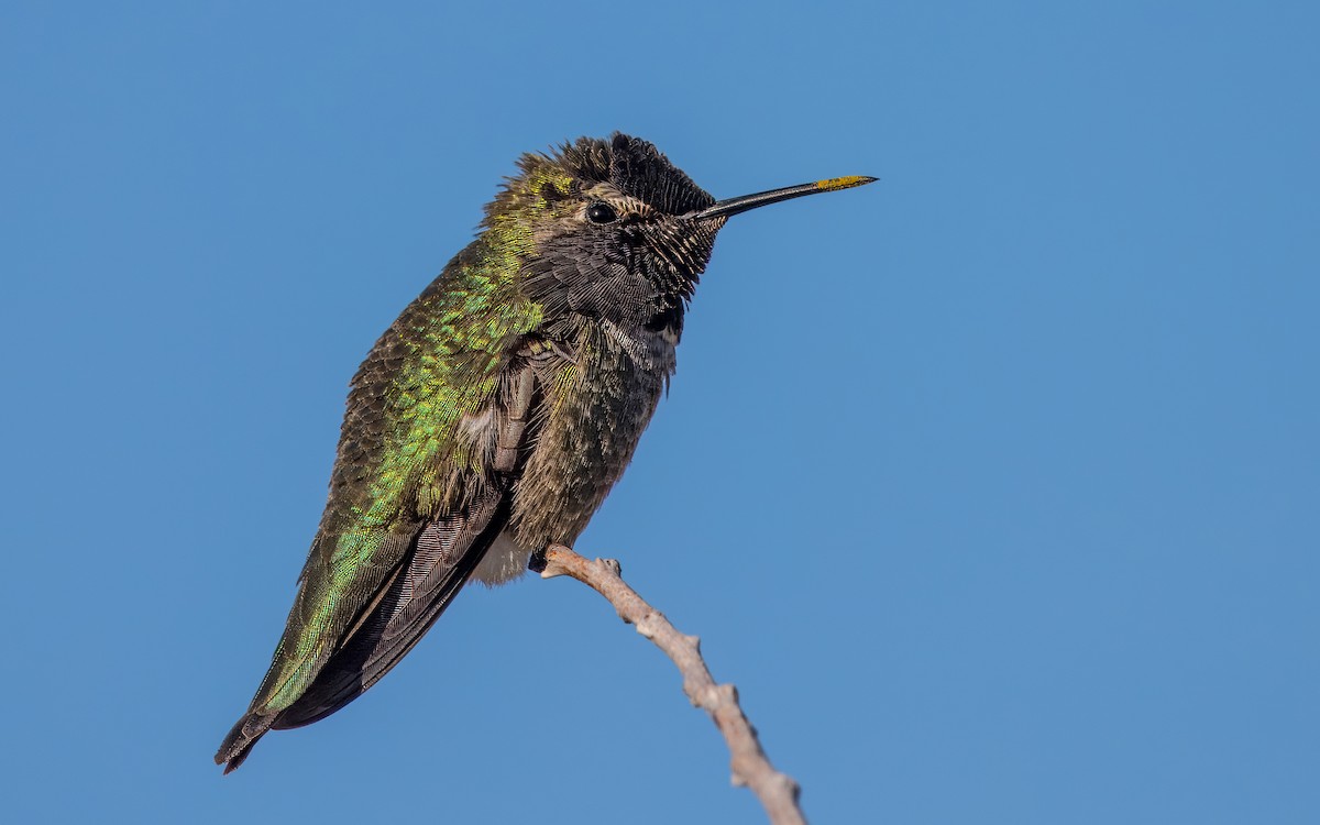 Costa's Hummingbird - Daniel Ward