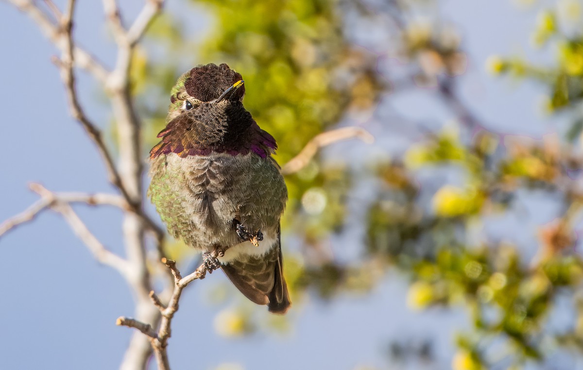 Costa's Hummingbird - Daniel Ward