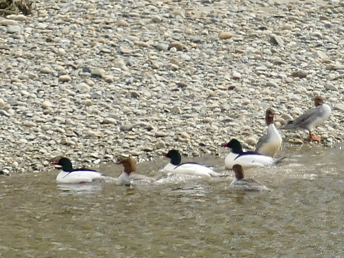 Common Merganser (North American) - ML616839068