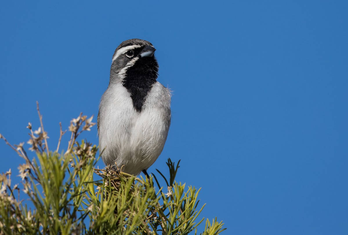 Black-throated Sparrow - ML616839071